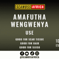 A bottle of pure Amafutha Wengwenya Crocodile Oil from Seamoss Africa, used for skin repair and natural inflammation relief.