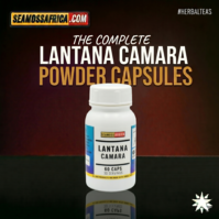 A bottle of pure Lantana Camara Capsules from Seamoss Africa, used for traditional botanical support and wellness