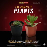 Plants
